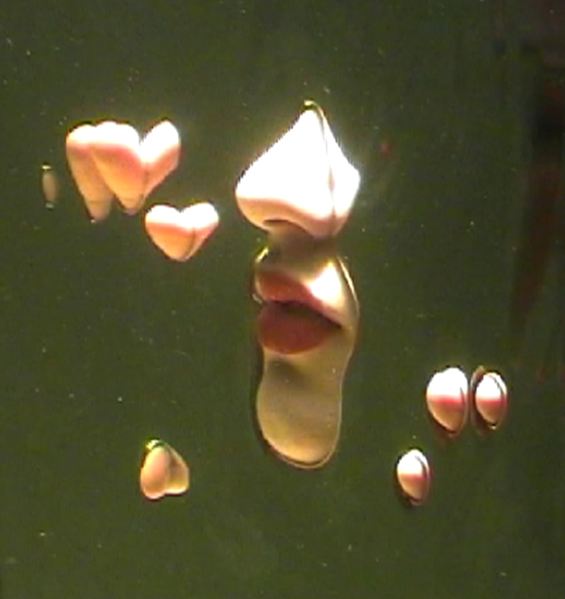 Hild Sofie Tafjord i No Title Performance and sparkling water (stort)