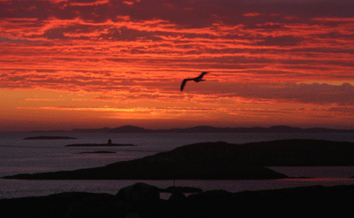 Fra Trænafestivalen