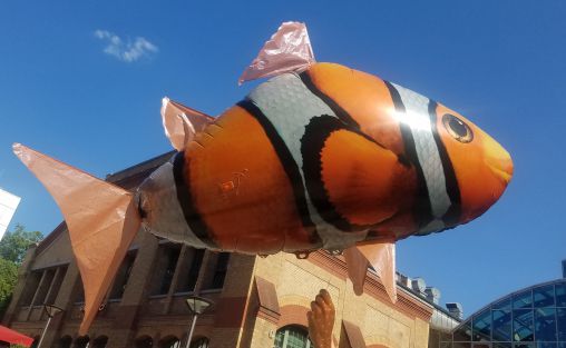 Klovnefisken var en viktig del av Jessie Marino sitt stykke: Foto: Magdalena Pasternak