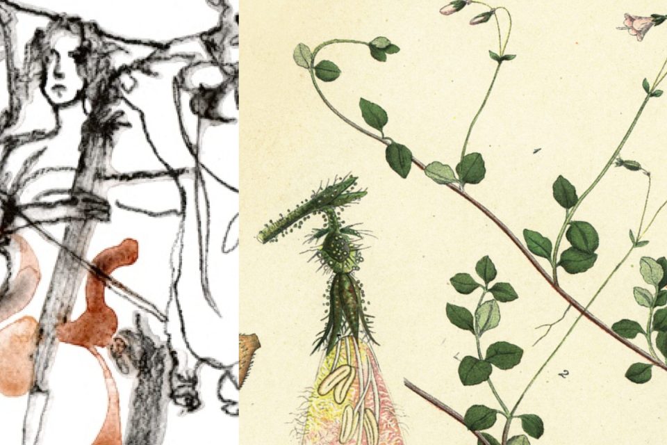 To titler fra Lawo anmeldes på Ballade.no denne uka