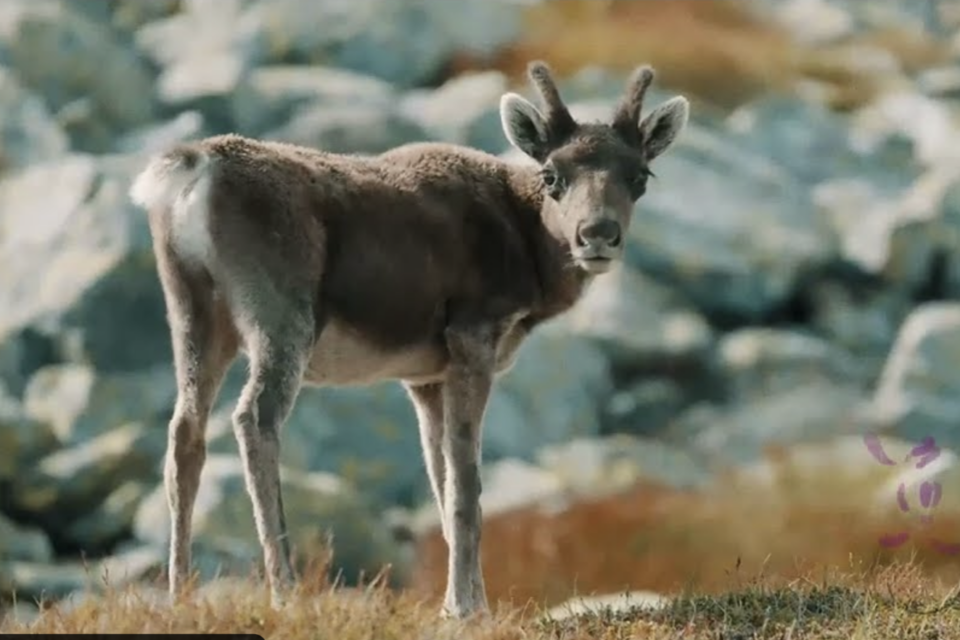 Sommarbeite – still fra video – Maurseth