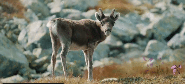 Ballade video: Villrein og mirakler