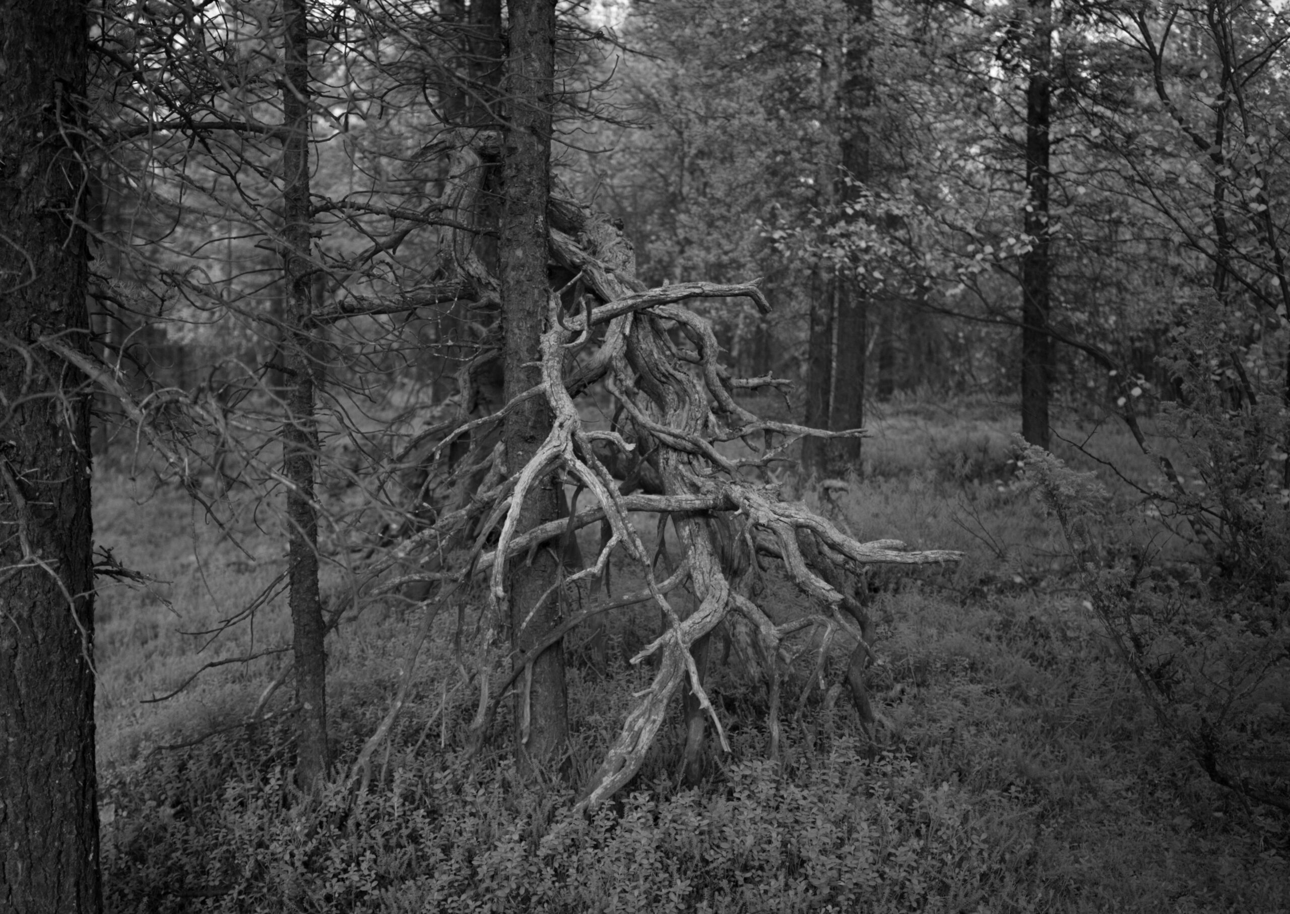 Et landskap formet av historie og spenning, er bearbeidet som lyd i et mørkt gallerirom i Oslo.